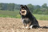 CHIEN FINNOIS DE LAPONIE 685